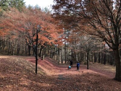 アルペンドルフ白樺