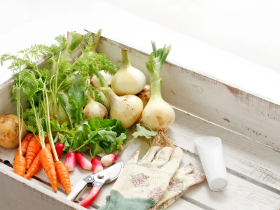 休日の楽しみは家庭菜園 ― 子供と一緒に育てる喜び