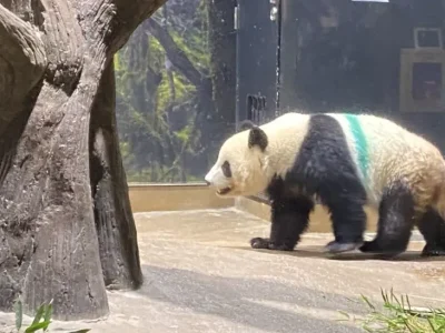 パンダみたいに個性豊かに。好きなものを語れる職場で働きませんか？